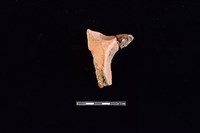 連杯形器藏品圖，第2張